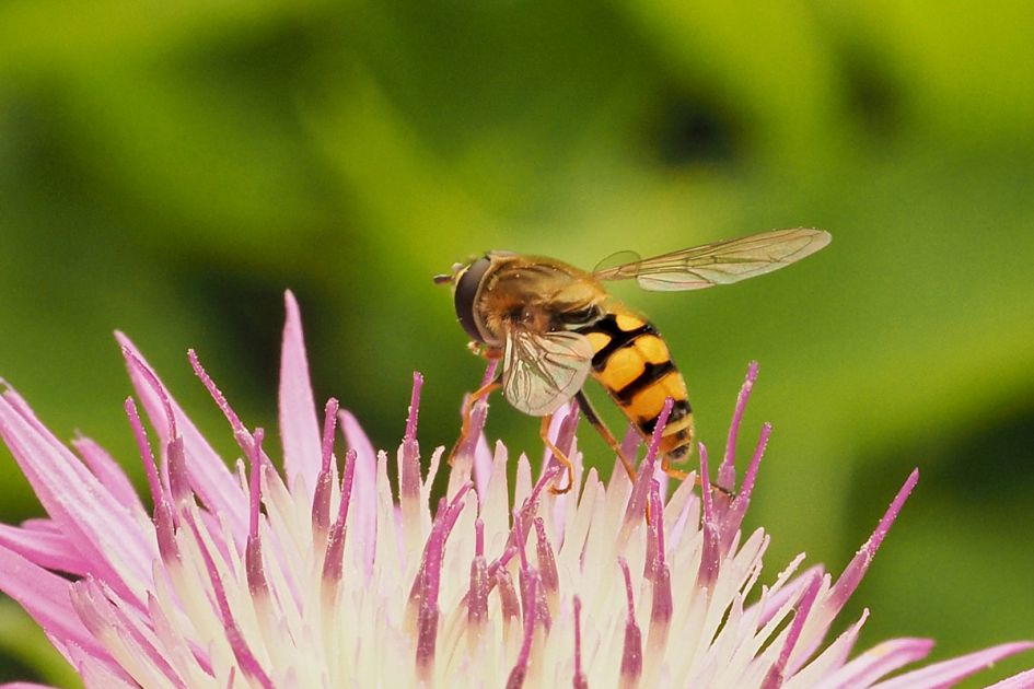 Welke zweefvlieg - 1